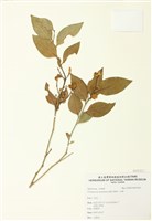 藏品(山柚)的圖片